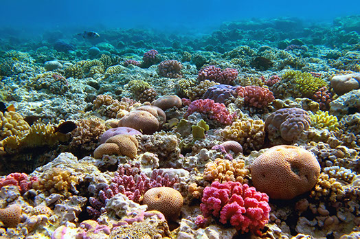 sharm house:il clima di sharm el sheikh e la barriera corallina sharm el sheikh